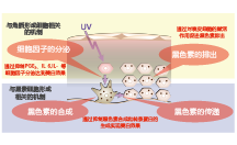 蓮籽清萃(圖1) 蓮籽清萃(圖1)