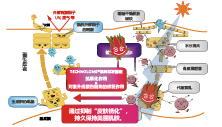 洛神花發(fā)酵液(圖1) 洛神花發(fā)酵液(圖1)