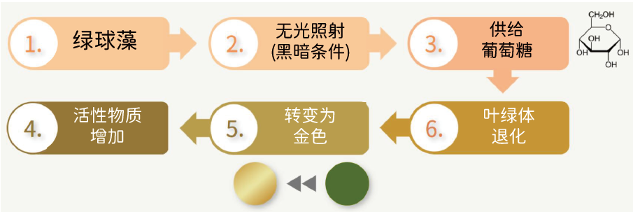 黃金小球藻多肽(圖1) 黃金小球藻多肽(圖1)
