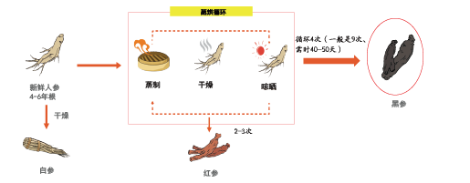 皇御黑參(圖1) 皇御黑參(圖1)